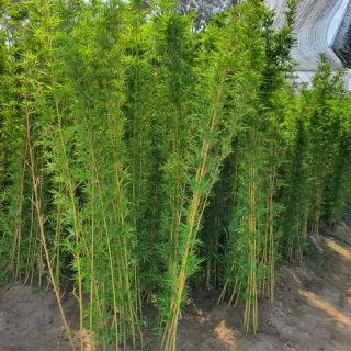 Combo 10 Cây trúc quân tử