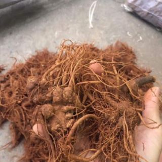 CỦ TAM THẤT BẮC KHÔ(LOẠI 70 CỦ)