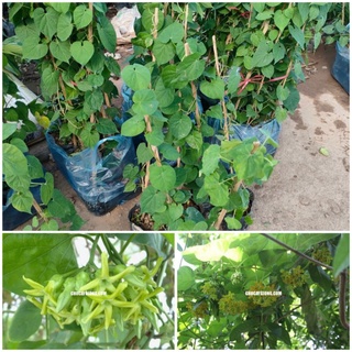 Hoa thiên lý cây giống ăn quả