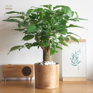  Chậu cây hạnh phúc quà tặng ý nghĩa may mắn cây tình yêu trang trí trong nhà THE FISH DESIGN SIZE L 