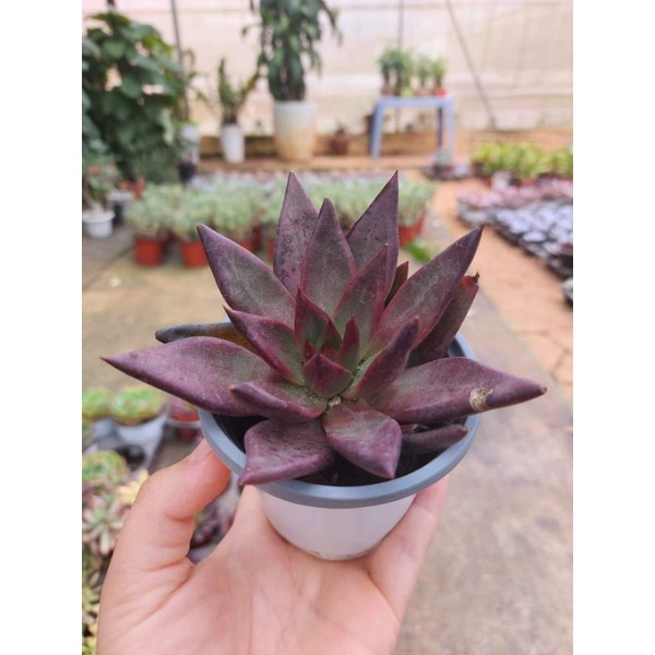 Sen đá Đế Pha Lê