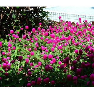 Hạt Giống Hoa Cúc Bách Nhật (200 Hạt) - [MUA 3 TẶNG 1 CÙNG LOẠI]