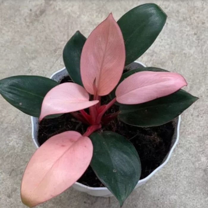 Mô Hình Đồ Chơi Philodendron Pink
