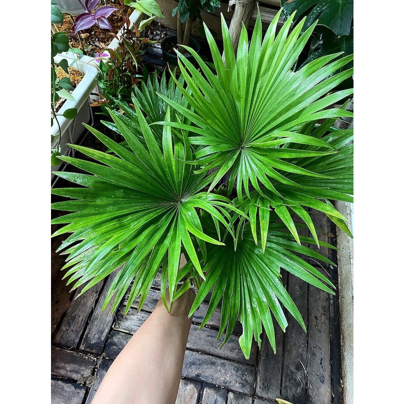 Cây Livistona chinensis Chinese Fan Palm (Cọ Quạt Mini) bầu nhựa đen
