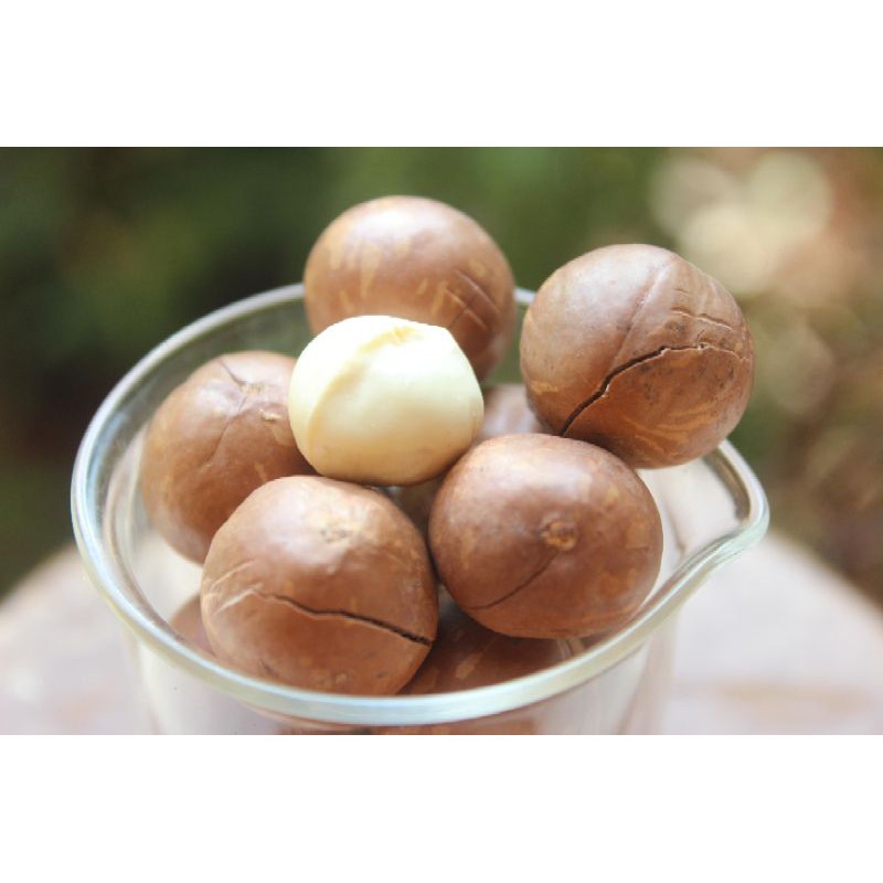 Hạt macca daklak loại (20-22) 500g-có ATVSTP- đã sấy nứt ăn ngay | BigBuy360 - bigbuy360.vn