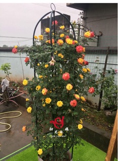 Khung trụ leo hoa hồng