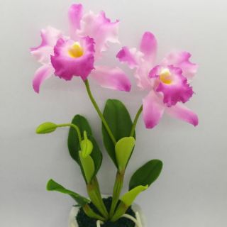 Hoa đất sét để bàn .giao màu ngẫu nhiên