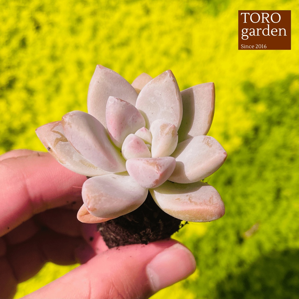 Sen đá pink gem Đà Lạt size mini cây cảnh trang trí nhà cửa Toro garden
