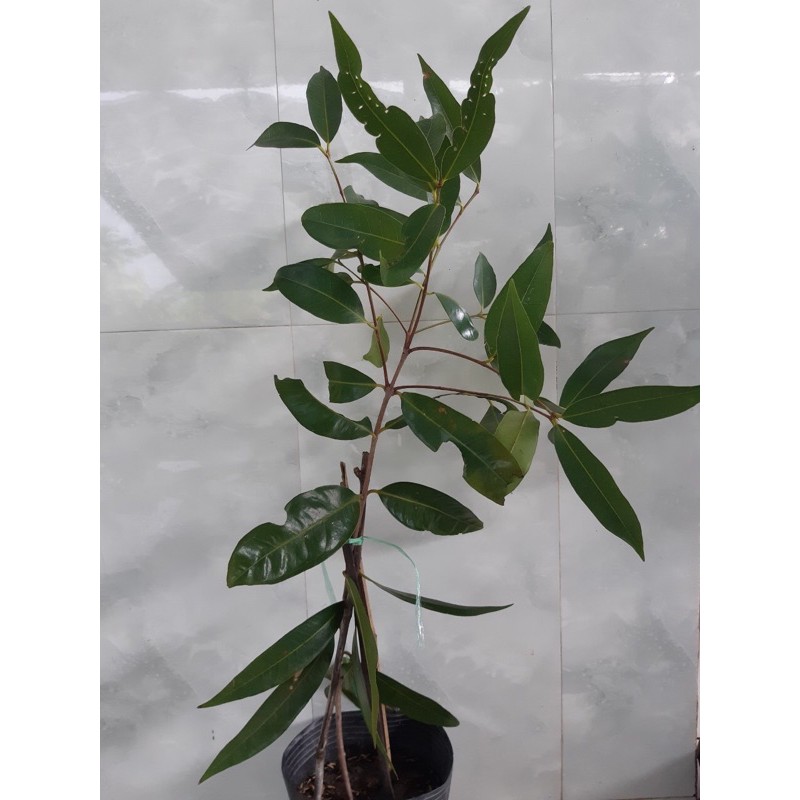 Cây giống mận lý