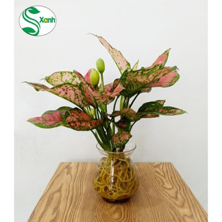 Cây Vạn Lộc Thủy Sinh