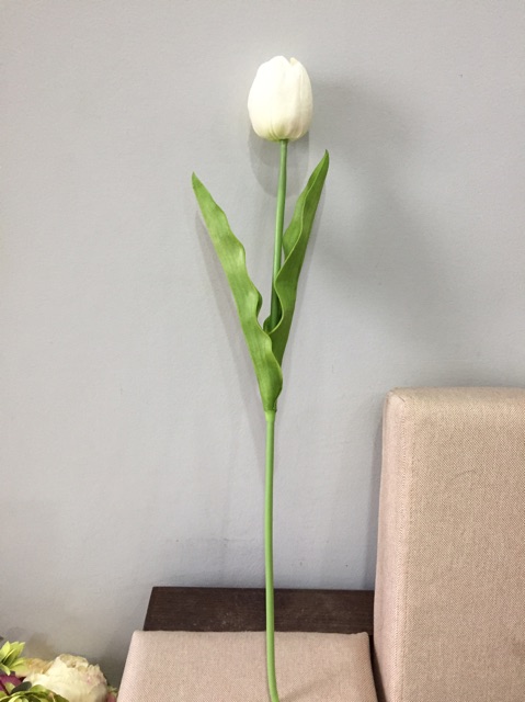 Hoa tulip - hoa cao su