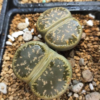 2 cây Lithops Leslei vân đẹp