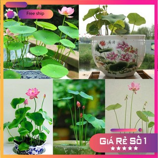 Hạt giống Sen nhật mini (05 hạt nhiều màu)