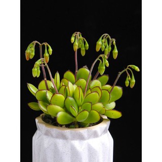 Sen đá Thạch Bích - Sen đá Ngọc Bích