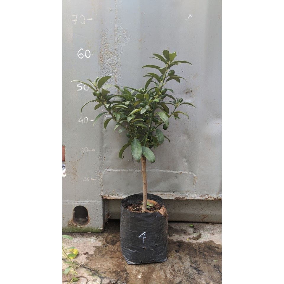 Tắc thái vỏ ngọt