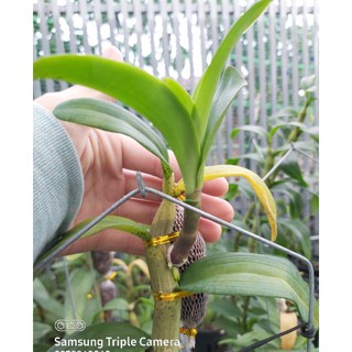 kie giả hạc thân thủ