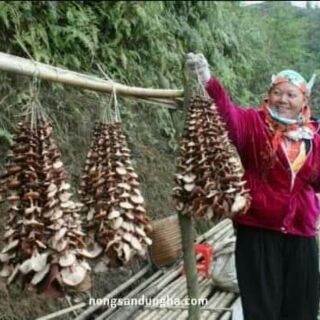 Nâm hương rừng tây bắc