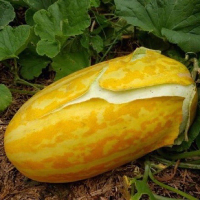 50 Hạt giống dưa gang dưa vàng thái lan f1 - Dưa trái Oval rất thơm