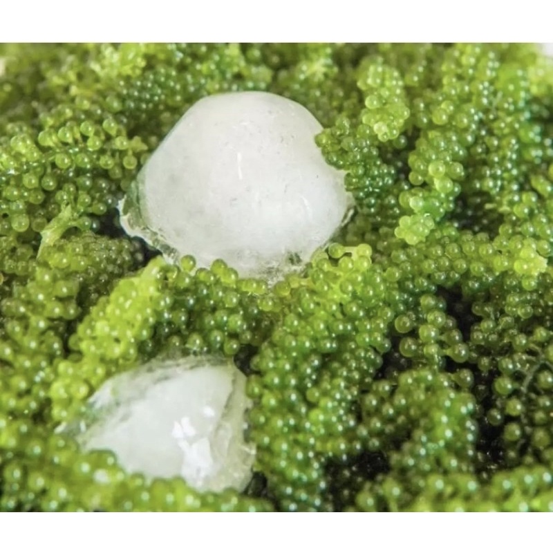 Rong nho tách nước Green Food gói 100gr - Giòn ngon - tươi xanh không tanh - check mã vạch cty