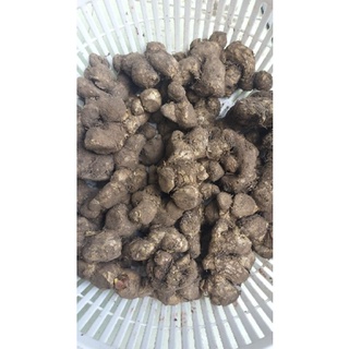 củ ngải đen tươi 1kg