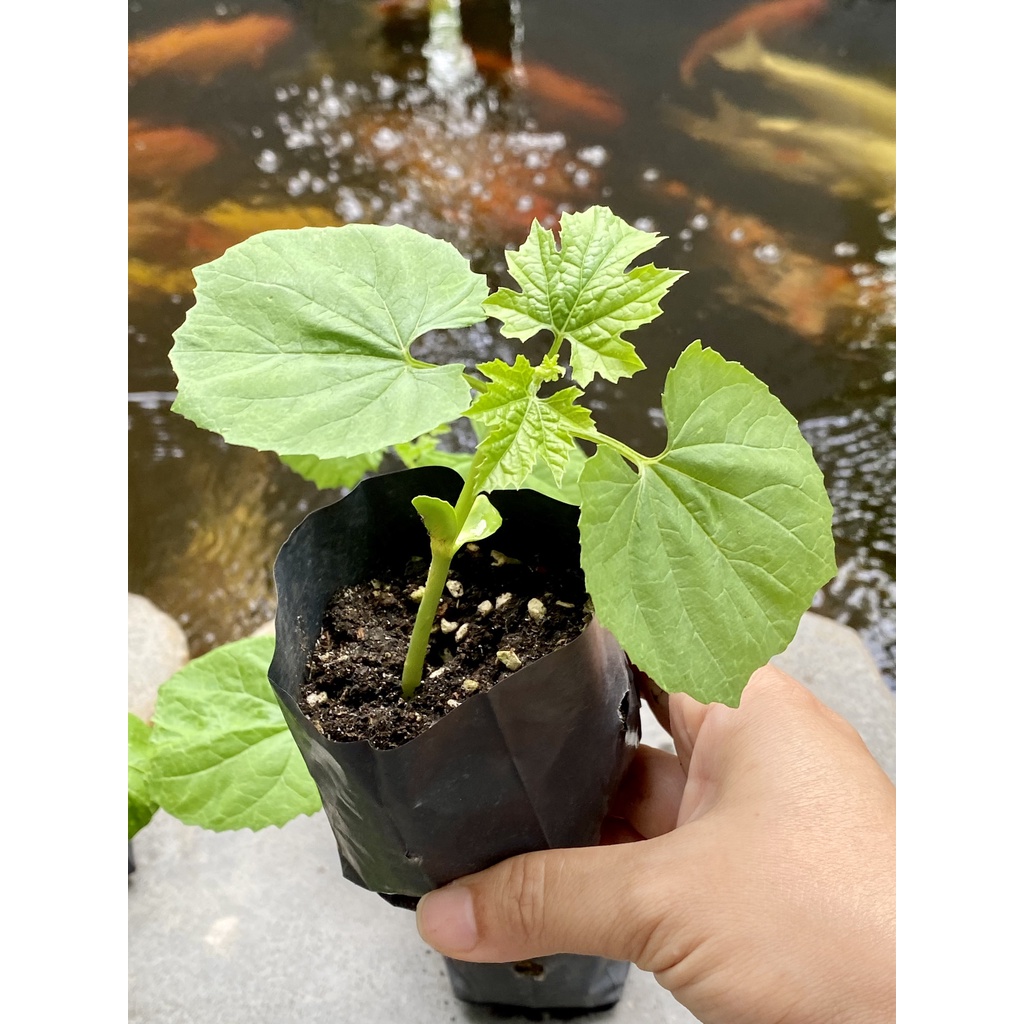 50 túi ươm cây - túi bầu ươm kích thước 5x11cm chuyên dùng ươm các loại cây dưa, bầu, bí, mướp