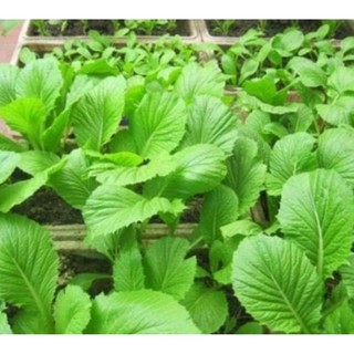 Hạt giống cải bẹ xanh mỡ
