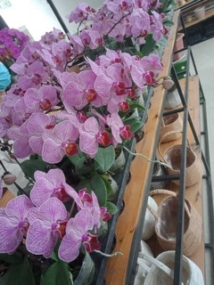 Hoa Lan Hồ điệp