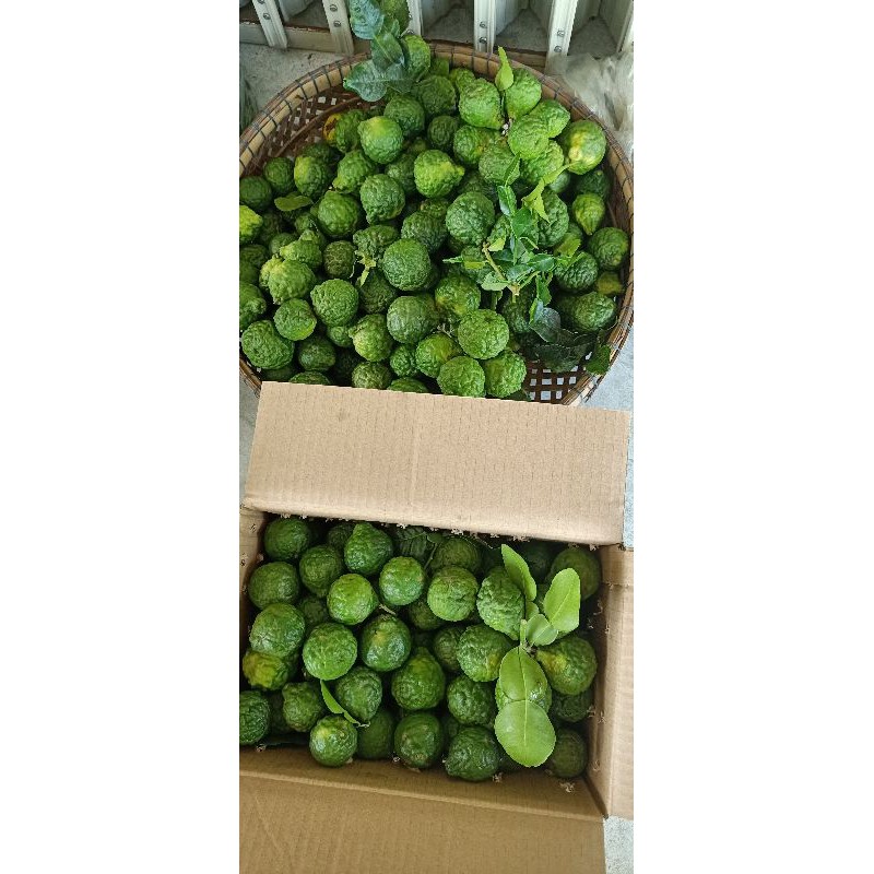 trái chúc chanh thái 0,5kg