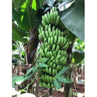 CÂY GIỐNG CHUỐI GIÀ LÙN NAM MỸ SIÊU QUẢ SIÊU KINH TẾ