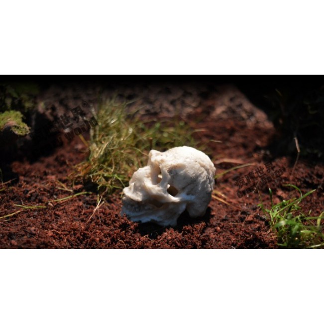 Sọ Người nhỏ trang trí bể cá, phụ kiện thuỷ sinh, bò sát..