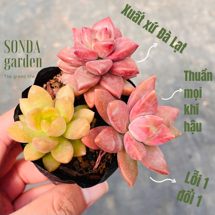 Sen đá bầu 3 cây SONDA GARDEN size bé 5-8cm, xuất xứ Đà Lạt, khoẻ đẹp, lỗi 1 đổi 1