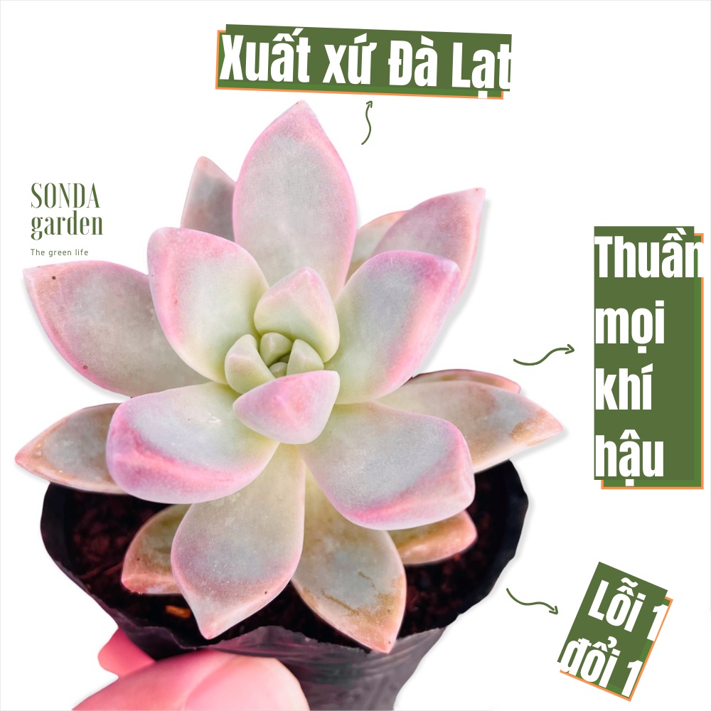 Sen đá pink gem SONDA GARDEN size bé 5-8cm, xuất xứ Đà Lạt, khoẻ đẹp, lỗi 1 đổi 1