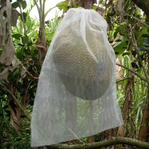 Túi Bao Mít , túi lưới bao trái mít