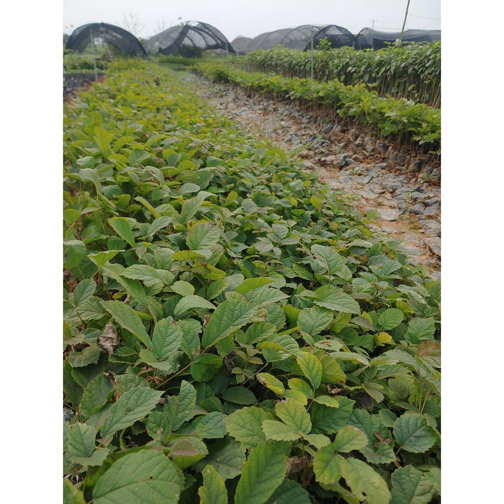 Cây giống Phong Linh Vàng cây cao 30-40 cm  #cây_giống #cây_phong_linh_vàng