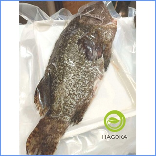 Cá mú sao loại ngon (1 con từ 800gr) Cá biển Nam Du hải sản HAGOKA giao nhanh 2h HCM