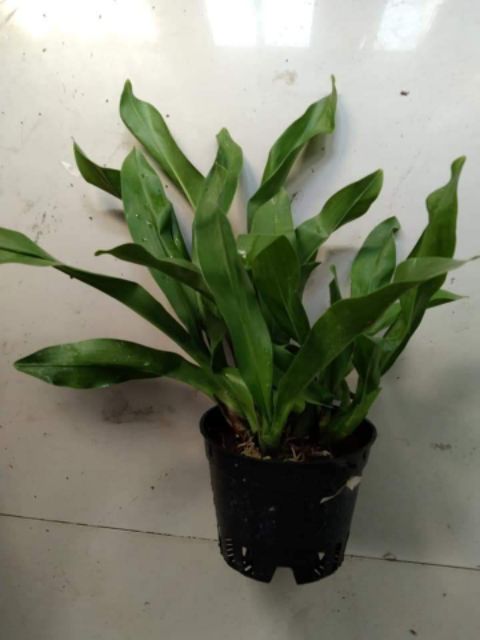 Lan Vũ Nữ Hoàng Hậu Xanh Cây Trưởng Thành đẹp