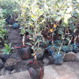 Cây táo đỏ giống cây nhập khẩu