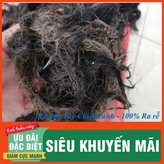 Rễ bèo tây - rễ cây lục bình- dùng để chiết cành - ra rễ 100% - 500gr