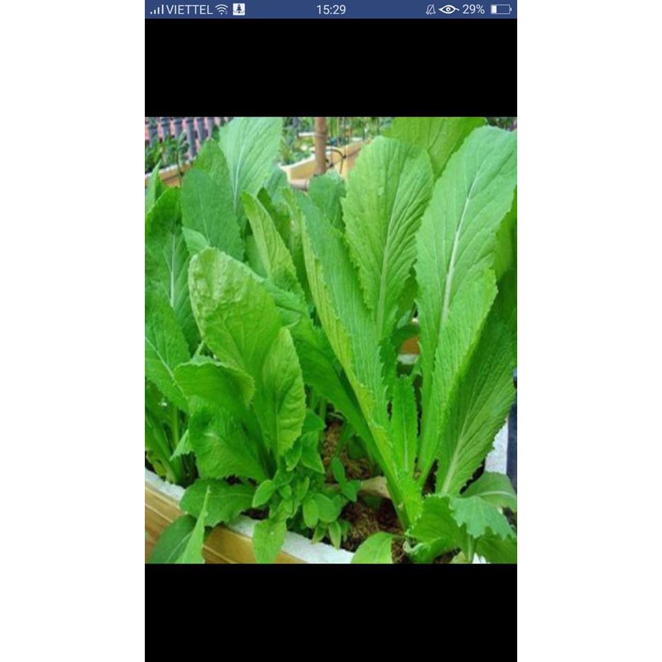 Hạt giống rau cải bẹ xanh mỡ xanh 15gr
