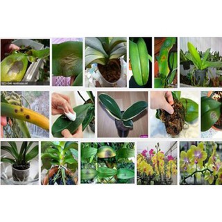 [HOT] Thuốc đặc trị thối nhũn trên phong lan Physan 20sl lọ 100ml