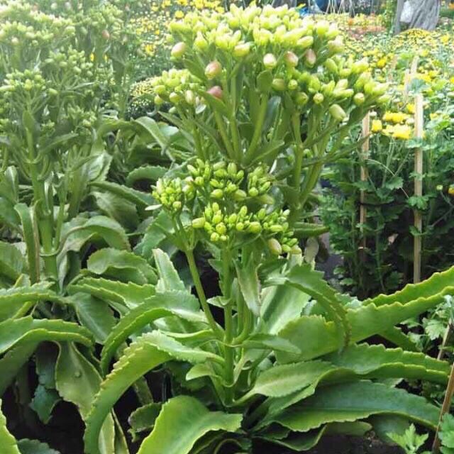 Combo 10 Cây sống đời chuông - cây giống
