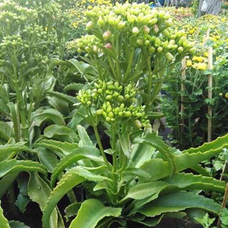 combo 10 Cây sống đời chuông - cây giống