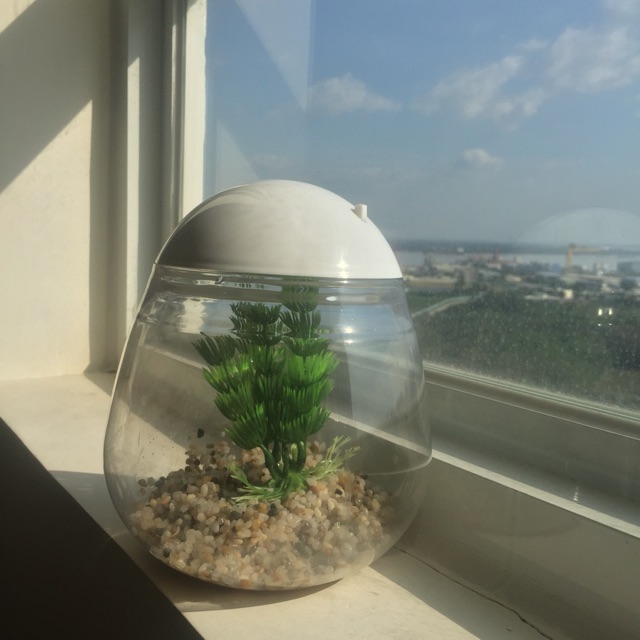 Combo Hồ Cá Mini Để Bàn