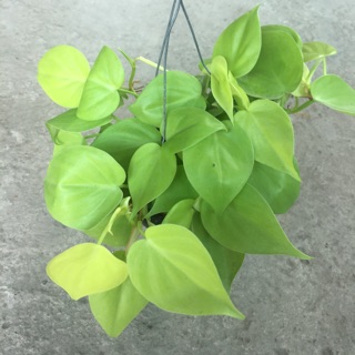 Trầu bà tim vàng gáo dừa