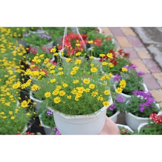 Chậu hoa cúc sao băng
