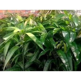 Cây Xoài Đài Loan