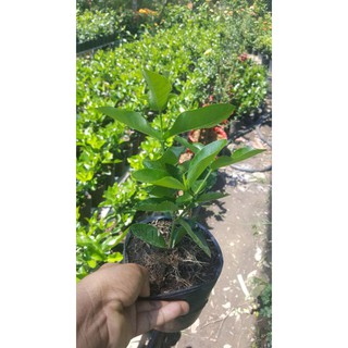 bông trang hồng phấn lá trung