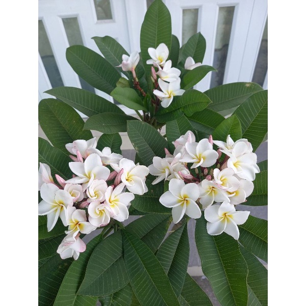 Cây sứ đại thái ,hoa thơm