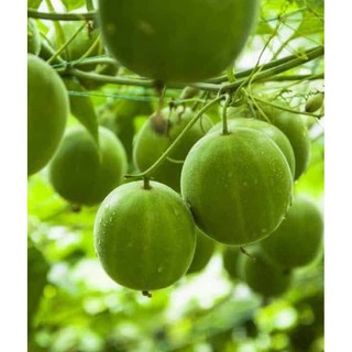 Hạt giống la hán quả