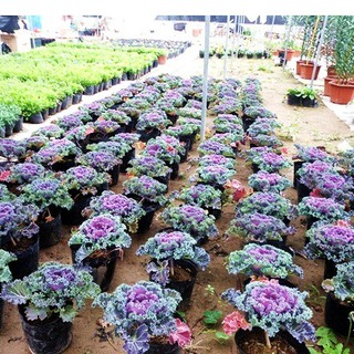 Hạt giống hoa bắp cải nhiều màu ( Gói 20 Hạt ) - STHG2